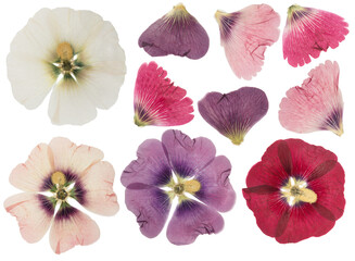 Wall Mural - Pressed and dried flower mallow (malva), isolated on white background. For use in scrapbooking, floristry or herbarium.