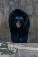 Wall Mural - Black bear in zoo enclosure