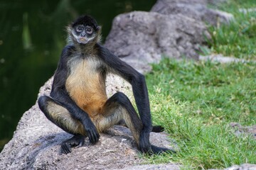 Wall Mural - Spider monkey in natural habitat.