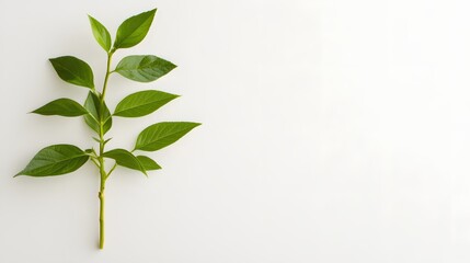 Wall Mural - Fresh Green Sprig on White Background Minimalist Nature Photography