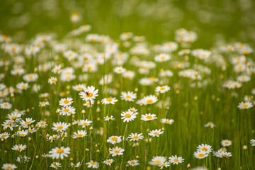 Wall Mural - field with daisies. beautiful view without sun. calm light