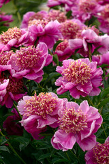 Wall Mural - Magnificent buds of unusual bright pink peonies with yellow stamens in a summer garden.