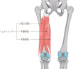 © 川本まる - ハムストリング、大腿二頭筋のイラスト　hamstrings illustration