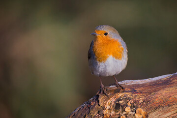 Aufkleber - a portrait of a robin, Erithacus rubecula, as it is perched on an old tree trunk.The natural out of focus background has space for copy text
