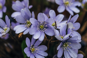 Wall Mural - A clump of beautiful blue liverwort (Hepatica nobilis), one of spring's most magnificent flowers