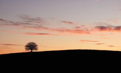 Wall Mural - Silhouette of a tree at sunset