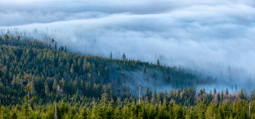 Wall Mural - panoramic view over natural spruce forest and a sea of fog, bavarian forest, germany