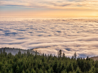 Wall Mural - view over natural spruce forest and a sea of fog in the warm light of the setting sun, bavarian fore