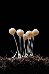 Fototapete - Nature-Infused Education Visualization Macro Soil and Seed Emergence Closeup for Eco-Conscious Agricultural Insights and Sustainable Growth Documentation