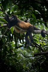 Wall Mural - Howler monkey resting on a tree branch.