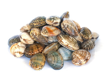 Poster - Clams on white background. Seafood.