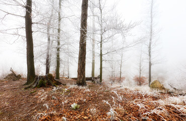 Wall Mural - beautiful pine forest at foggy sunrise. tree trunks and cold mist
