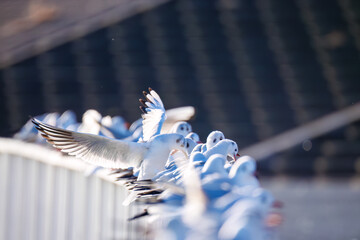 Wall Mural - 神奈川県の県鳥、飛翔する美しいユリカモメ（カモメ科）他の群れ
英名学名：Black-headed gulls (Larus ridibundus)
神奈川県横浜市鶴見川-2025
