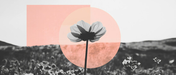 Poster - Minimalist collage of blooming flower and geometric shapes representing resilience and beauty