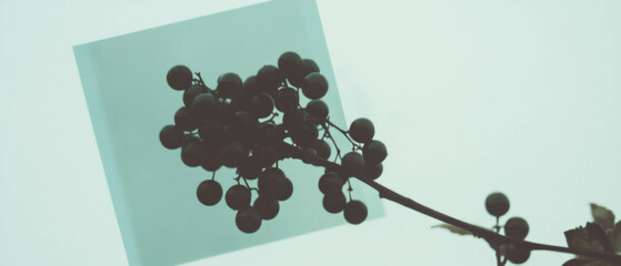 Poster - Minimalist collage featuring geometric shapes and a close-up of a berry cluster