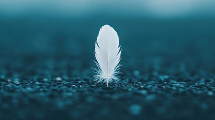 Aufkleber - Delicate White Feather on Dark Surface Highlighting Texture and Contrast in Soft Natural Lighting