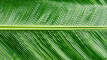 Fototapete - Close-up of a Vibrant Green Leaf Highlighting Texture and Patterns in Natural Environment for Nature Photography