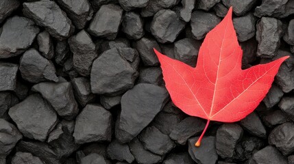 Fototapete - Vibrant Red Maple Leaf on Dark Charcoal Stones Creating Striking Contrast in Nature Background