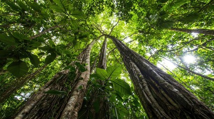 Wall Mural - Rainforest scenes nature concept. Dramatic view of towering trees in a lush, vibrant rainforest canopy.