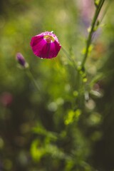 Wall Mural - Vibrant pink flower with a blurred green background, capturing the essence of nature's beauty.