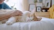 © UMPH.CREATIVE - Elderly Woman Gently Stroking a Fluffy Cream Tabby Cat Sleeping Peacefully on a Bed