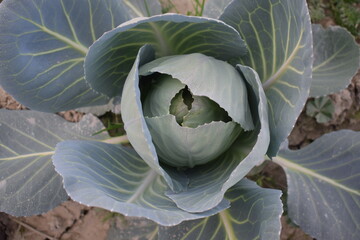 Wall Mural - Landscape view of a freshly growing cabbage field, Cabbage growing in the field on garden area, Cabbage Farming , Top view of green cabbage in land 