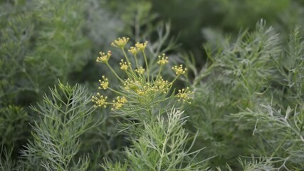 Wall Mural - in male hand female Young dill field, top view. Green dill plants for publication, design, poster, calendar, post, screensaver, wallpaper, postcard, banner, cover, website. High quality photography