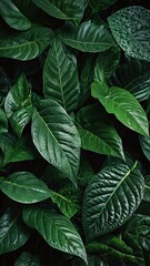 Wall Mural - Dark green leaf texture, Natural green leaves using as nature background wallpaper or tropical leaf cover page