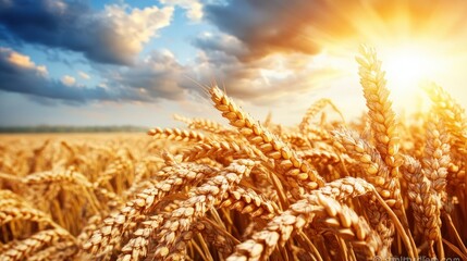 Poster - Golden wheat field at sunset with dramatic clouds and warm sunlight illuminating the harvest landscape