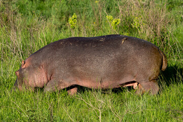 hippopotamus grazing in lush grassland