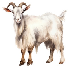 Wall Mural - png livestock animal mammal portrait.