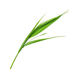 Poster - Meadow serene idea. A vibrant green leaf showcasing nature's beauty and freshness.