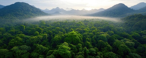 Poster - Misty forest nature idea. A breathtaking aerial view of a lush green forest surrounded by misty mountains.