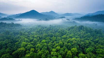 Aufkleber - Misty forest nature idea. Aerial view of lush green forest shrouded in morning mist and surrounded by mountains.