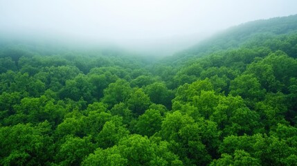 Poster - Misty forest nature idea. A serene view of lush green forest blanketed in foggy mist, evoking tranquility and peace.
