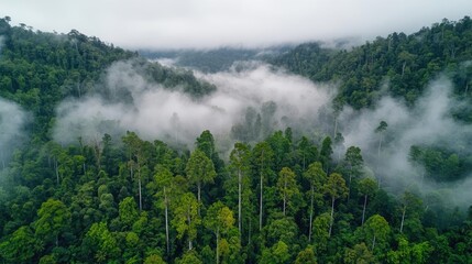 Poster - Misty forest nature idea. Aerial view of lush green forest shrouded in mist, showcasing nature's serenity.
