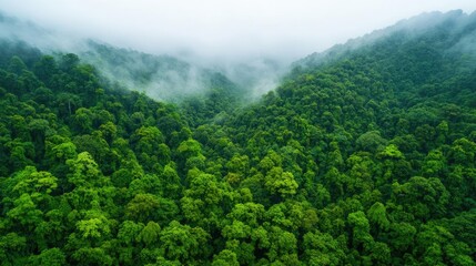 Poster - Misty forest nature idea. Lush green forests under a misty sky, showcasing nature's vibrant beauty and tranquility.