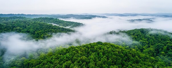 Aufkleber - Misty forest nature idea. Aerial view of lush green forests enveloped in morning mist and fog.