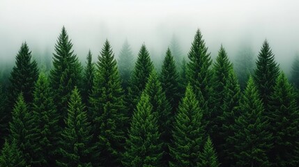 Poster - Misty forest nature idea. A serene forest with tall evergreen trees surrounded by a misty atmosphere.