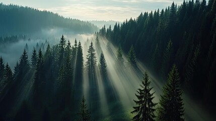 Poster - Misty forest nature idea. A serene forest landscape with mist and sun rays illuminating tall trees.