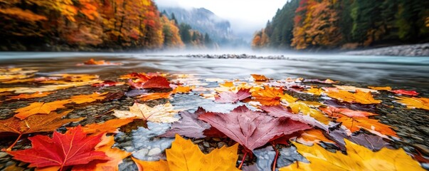 Poster - Riverside scenes nature concept. Vibrant autumn leaves floating on a serene river in a picturesque landscape.
