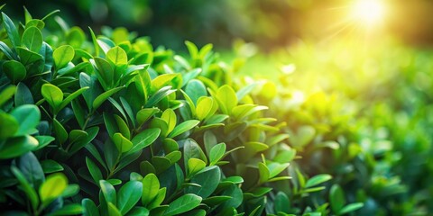 Poster - Lush Green Foliage Basking in the Warm Glow of Sunlight, a Vibrant Display of Nature's Beauty