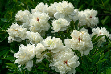 Wall Mural - Magnificent buds of unusual white peonies. Beautiful blooming of summer flowers close-up in the garden.