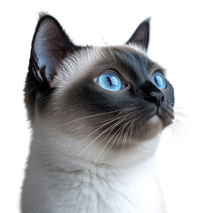 Siamese Cat isolated on transparent background