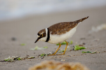 Wall Mural -  Charadrius dubius. A close-up view of the Little Ringed Plover  on the seashore