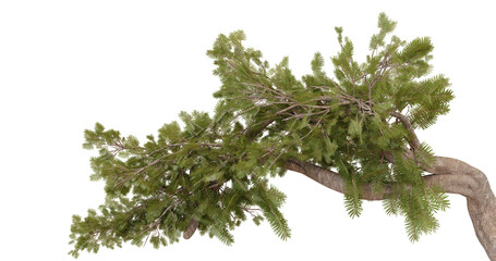 lush green bonsai branch isolated on black background, studio shot for website design