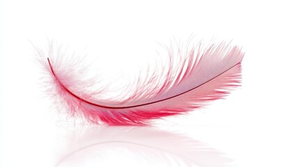 Poster - Pink and white feather with a unique pattern, isolated on a white background. Soft light creates a subtle reflection. The feather's delicate texture