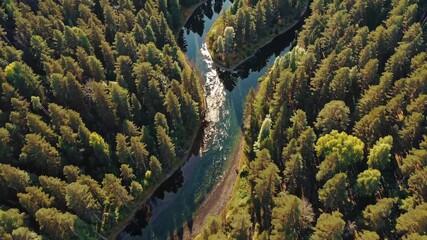 Aufkleber - Winding river flows through lush green forest under bright sunlight in an aerial view