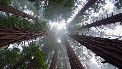 Aufkleber - Majestic redwood forest towering against a misty sky captures nature's beauty in California