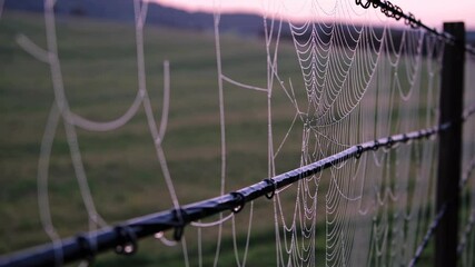 Poster - Delicate spider webs glisten in the dawn light on a fence line in the countryside